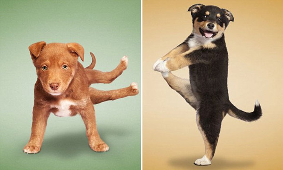 Köpekler için yoga Magazin Haberleri NTV
