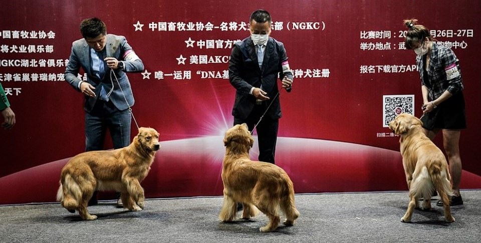 Wuhan’da köpek güzellik yarışması - 1