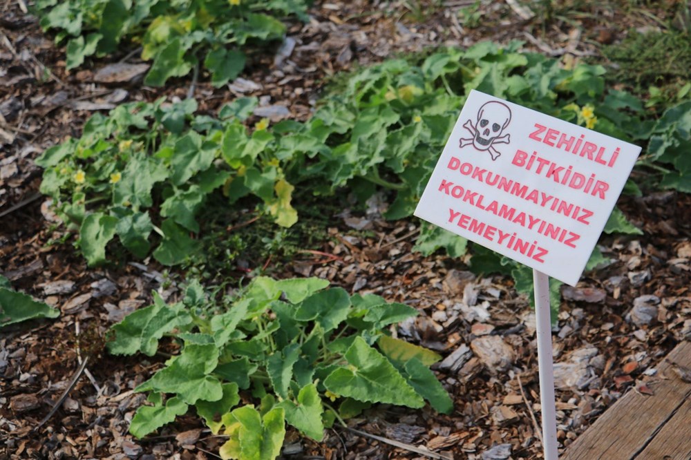 Sakın barbunya sanıp yemeyin! (Siyanürden 6 bin kat daha zehirli) - 2