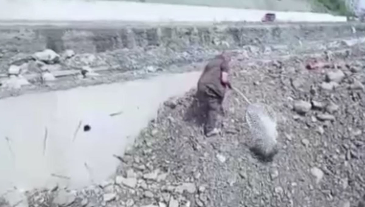 İnşaat çukuruna düşen çakal kurtarıldı İnşaat çukuruna düşen çakal kurtarıldı