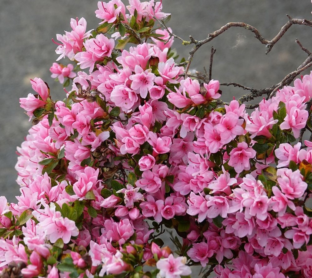 dV6ts6isG06CUk UZ99r0g