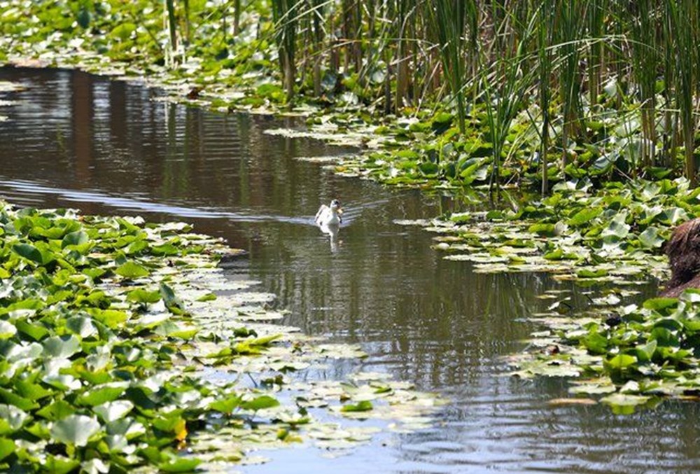 Dünyada ikinci, Türkiye'de ise tek parça halindeki en büyük longoz: Sakarya Acarlar Longozu - 8