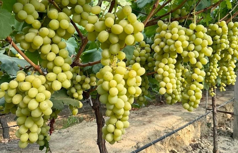 Autumn King: Sonbaharın İncisi Şimdi Çekirdeksiz ve Daha İri! 72 dW2RKzTD40SLpWc2q5Amsw