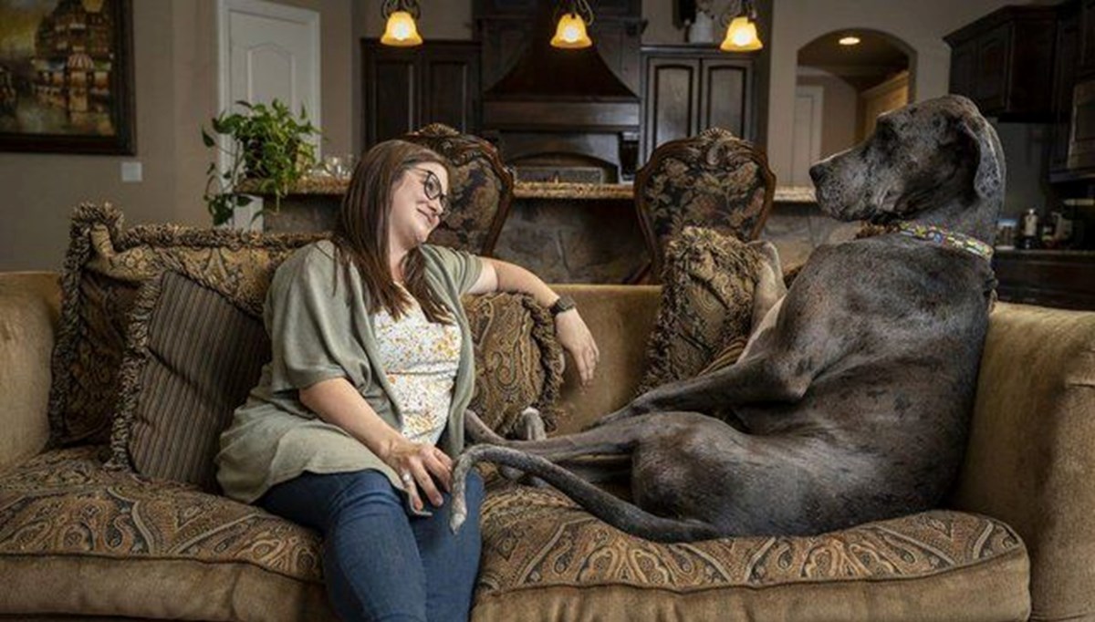 Dünyanın en uzun köpeği ile tanışın: Zeus