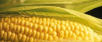 GDO yürürlükte NTV