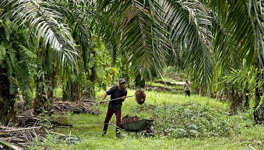 Palm yağı hafif geri çekildi
