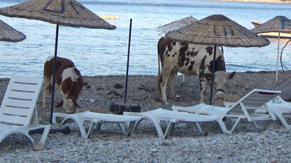 Muğla'daki yangın: Mazı Mahallesi'nden geriye bunlar kaldı - 22