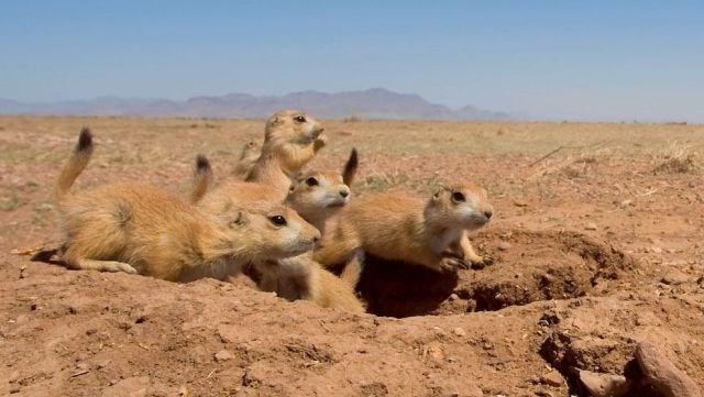 Животные Мексики Фото