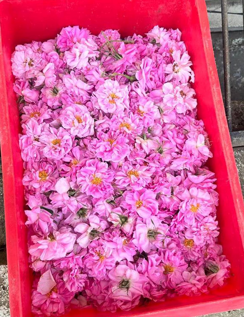 Yutulabilir parfüm üretildi - 4