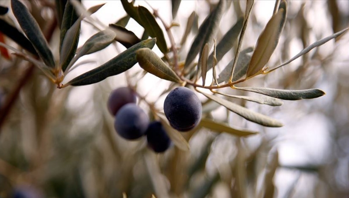 Kuraklık zeytin rekoltesini olumsuz etkileyebilir