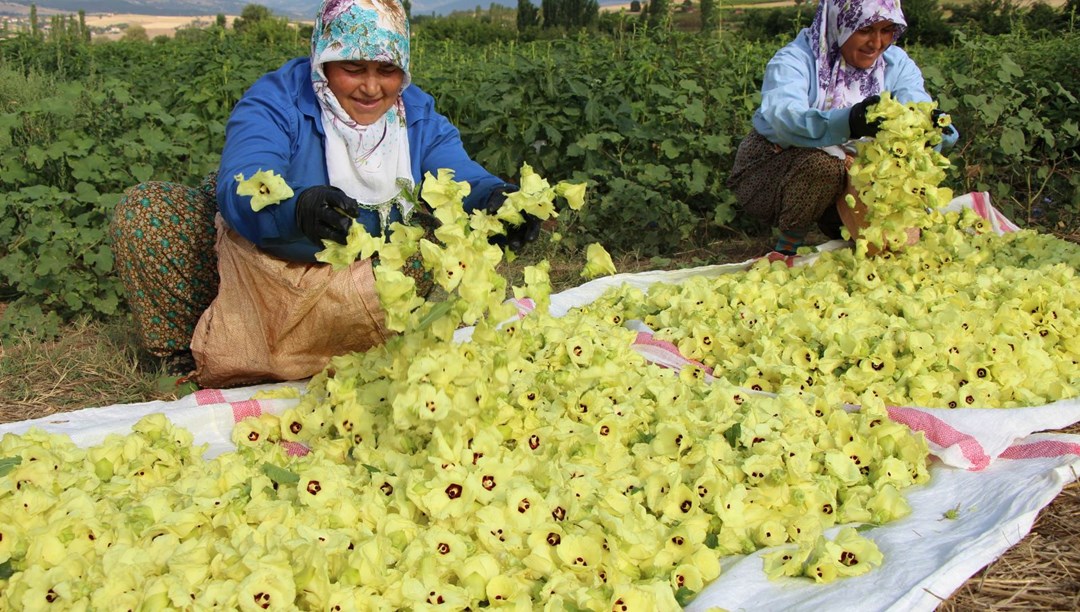 Türkiye'nin "tescilli sarı altını" Kilosu bin TL, Kapış kapış satılan doğal magnezyum deposu