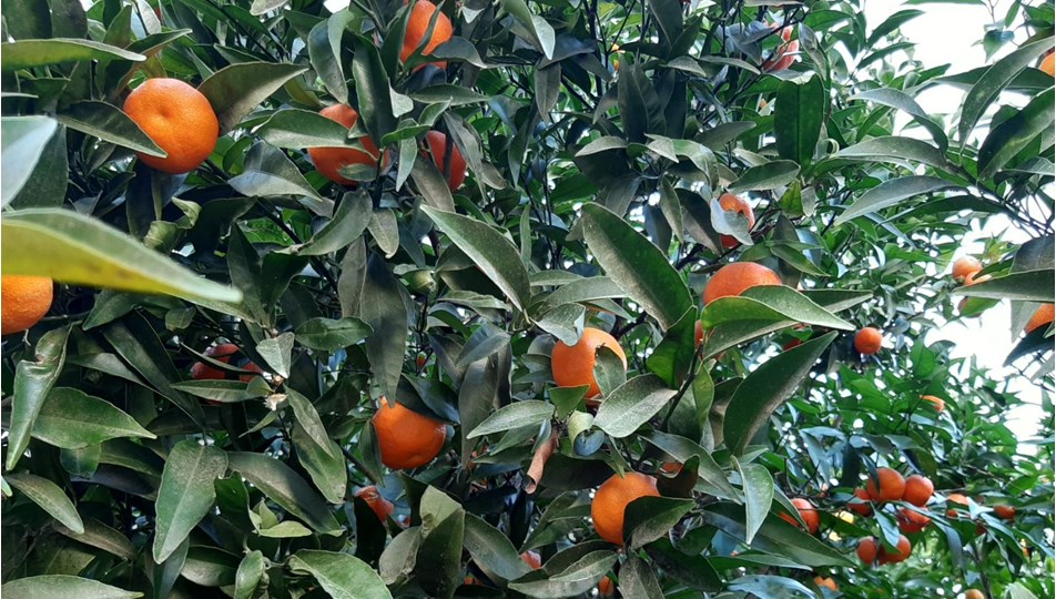 Bodrum Mandalinasi Abd Ye Acildi Ntv