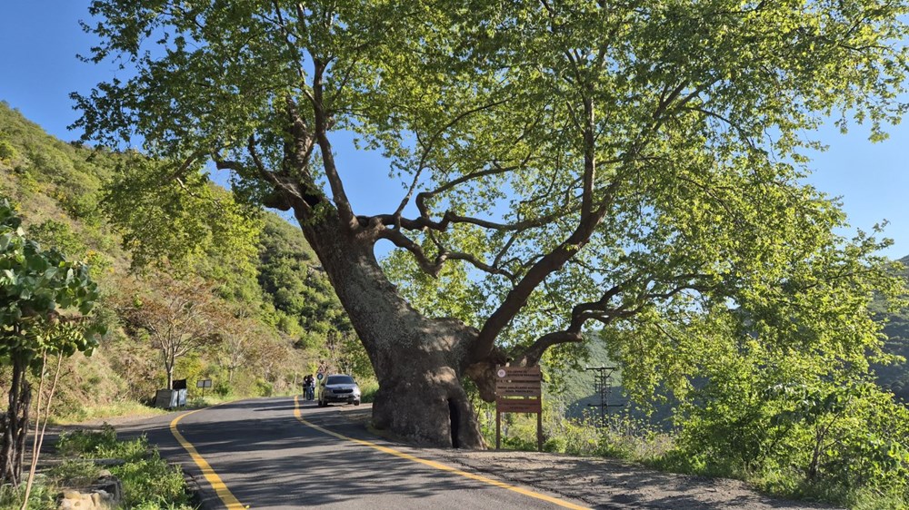 330 yıllık çınar ağacı: 2 devlet, 15 padişah, 12 cumhurbaşkanı gördü 72 ddLavoP0QUKBETuiYGsluQ