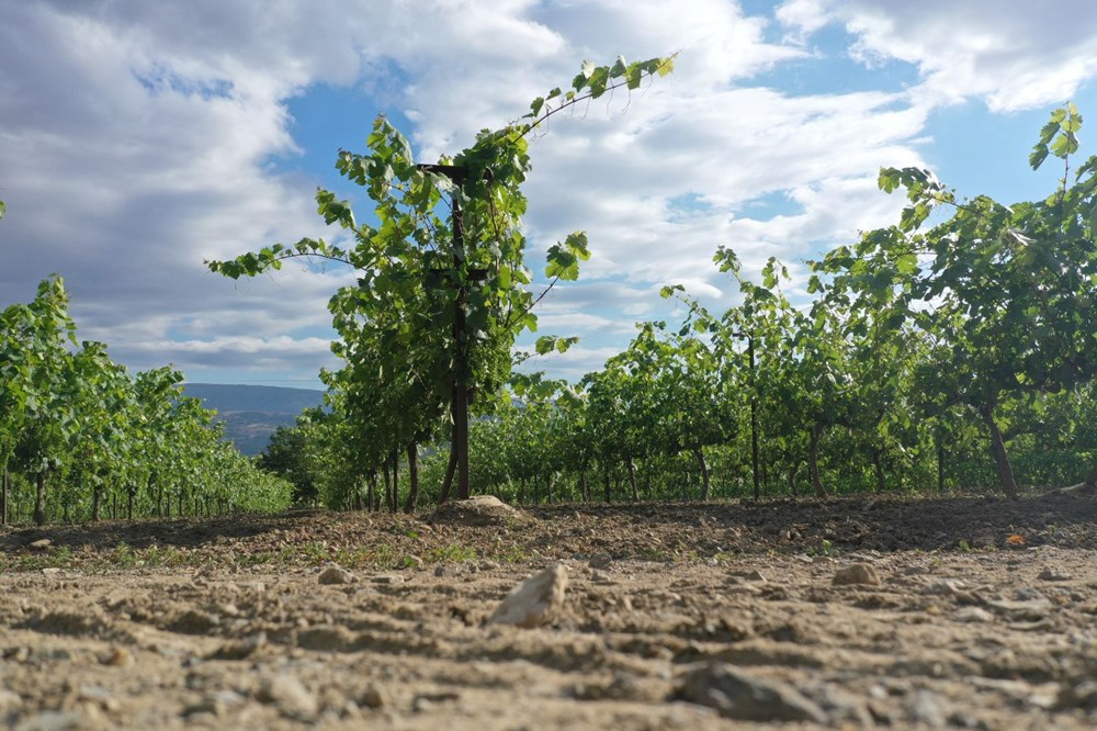 Tokat'tan dünyaya yayılan lezzet! İlçe ekonomisine 2 milyar TL'lik katkı  sağlıyor - Son Dakika Türkiye Haberleri | NTV Haber
