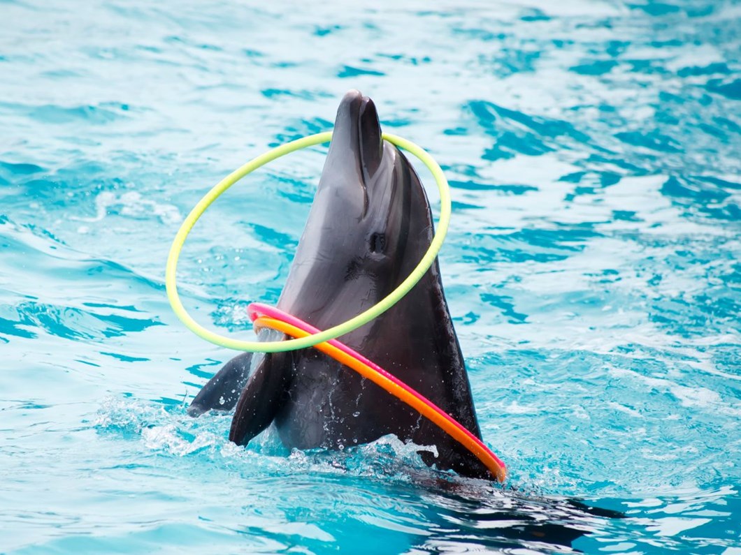 yunus gosterileri ve sapkadan cikan tavsana yasak talebi