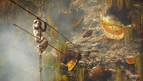 8000 yıllık gelenek: Nepal'in ölüme meydan okuyan bal avcıları