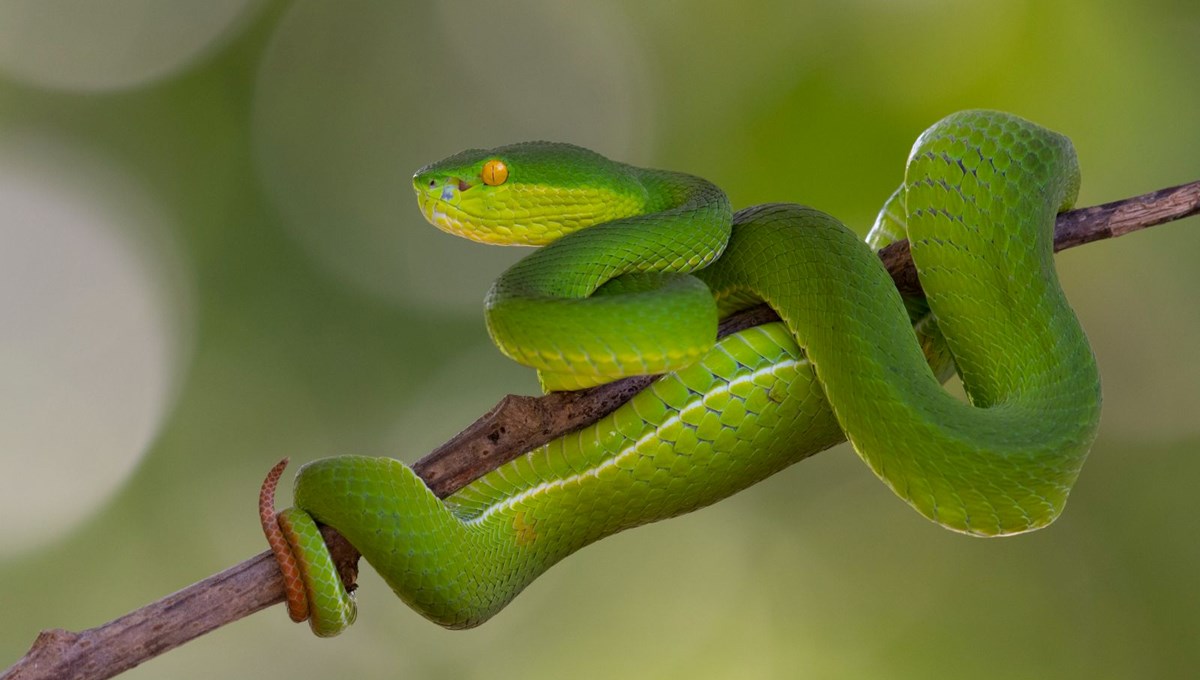 Rüyada yeşil yılan görmek ne anlama gelir?