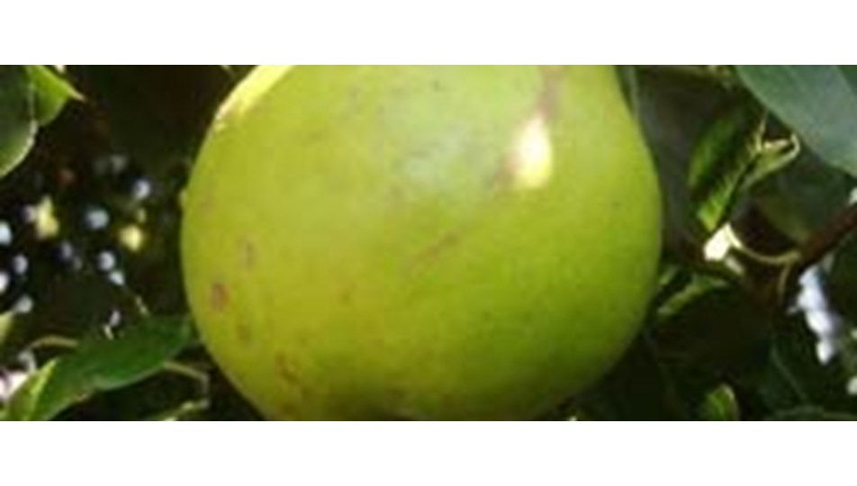 Çinli çiftçi, bebek biçiminde armut yetiştirdi Magazin Çinli çiftçi, bebek biçiminde armut yetiştirdi Magazin