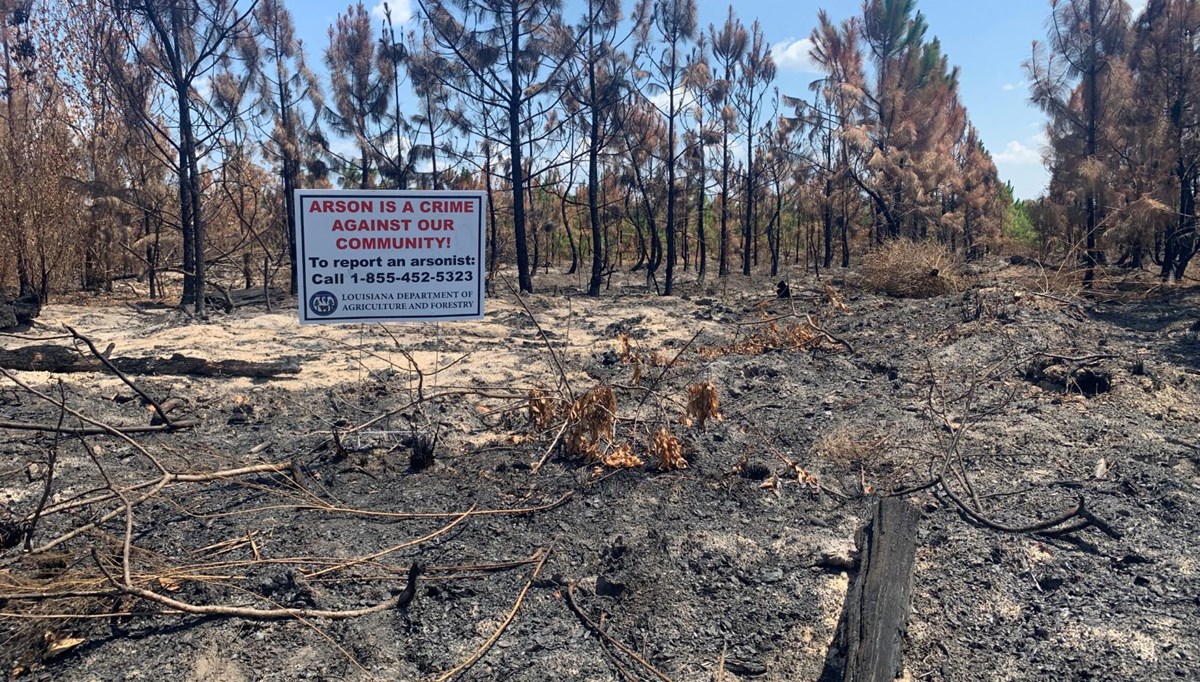 Louisiana'da çıkan orman yangınları kundaklama sonucu çıktı
