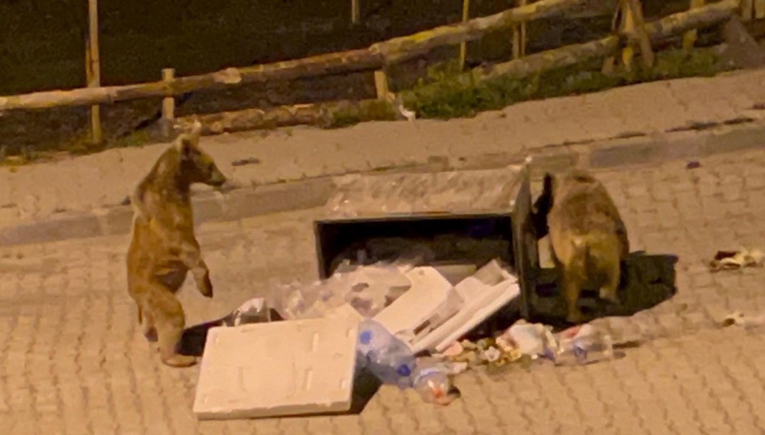 Sarıkamış’ta boz ayılar sokaklarda cirit atıyor