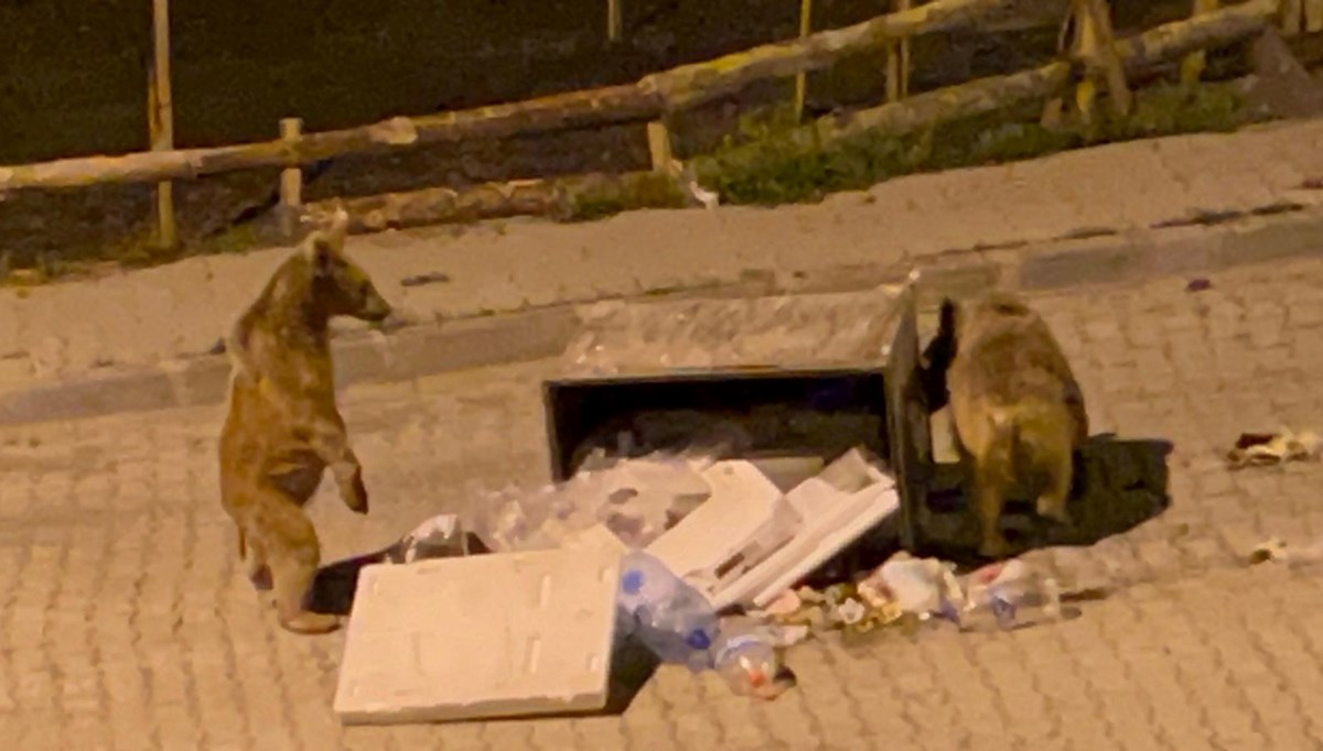 Sarıkamış’ta boz ayılar sokaklarda cirit atıyor Sarıkamış’ta boz ayılar sokaklarda cirit atıyor