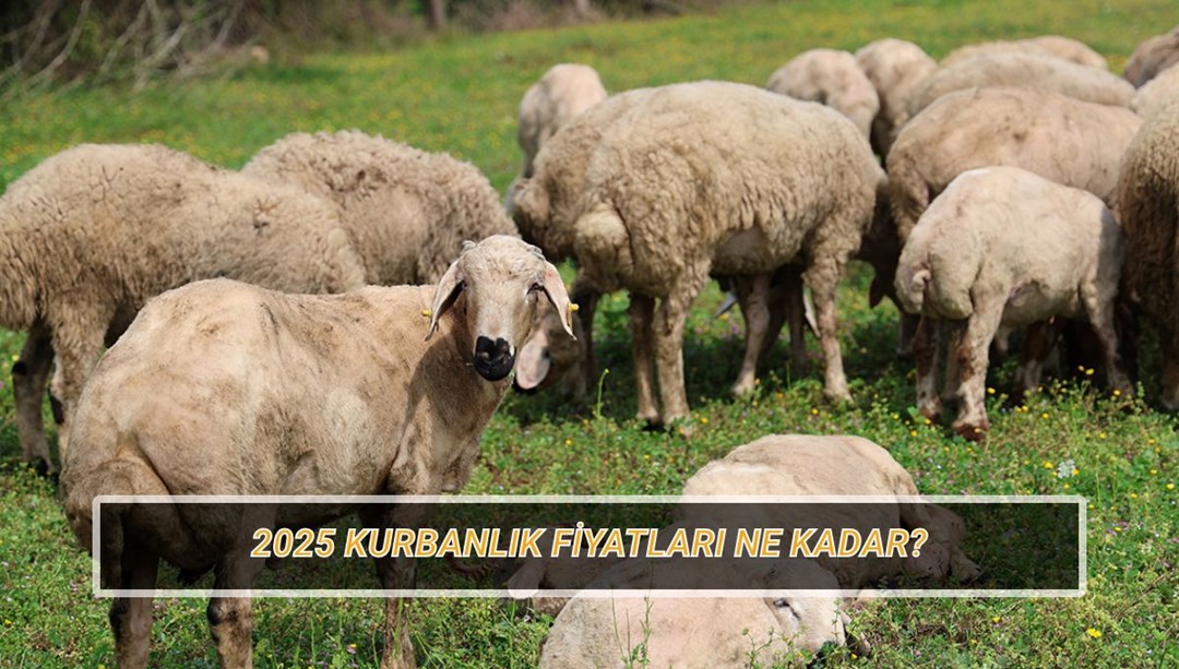2025 Kurbanlık fiyatları: Bu yıl küçükbaş ve büyükbaş kurban fiyatı ne kadar olacak?