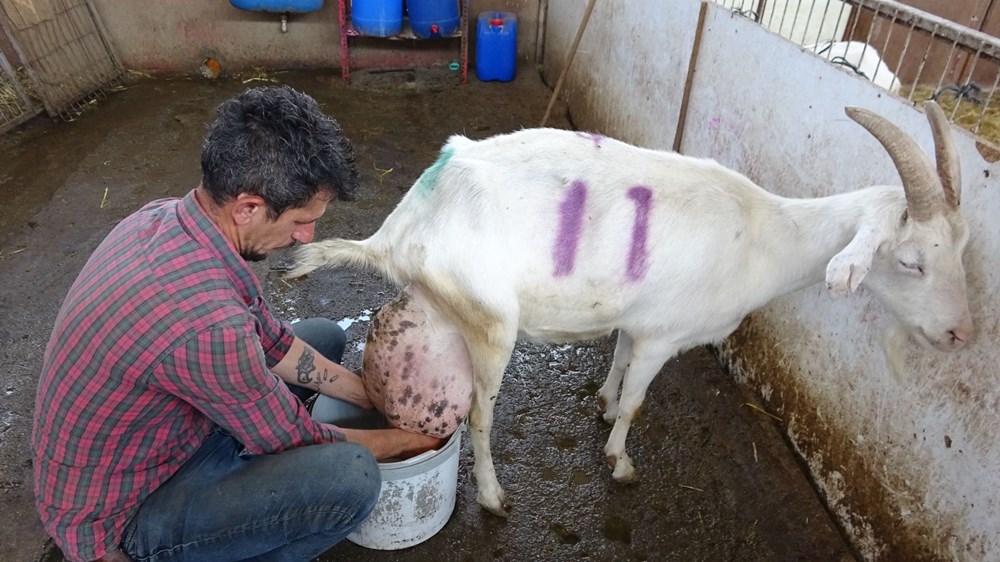 Keçi ağırlığının yarısı kadar süt verdi - 9