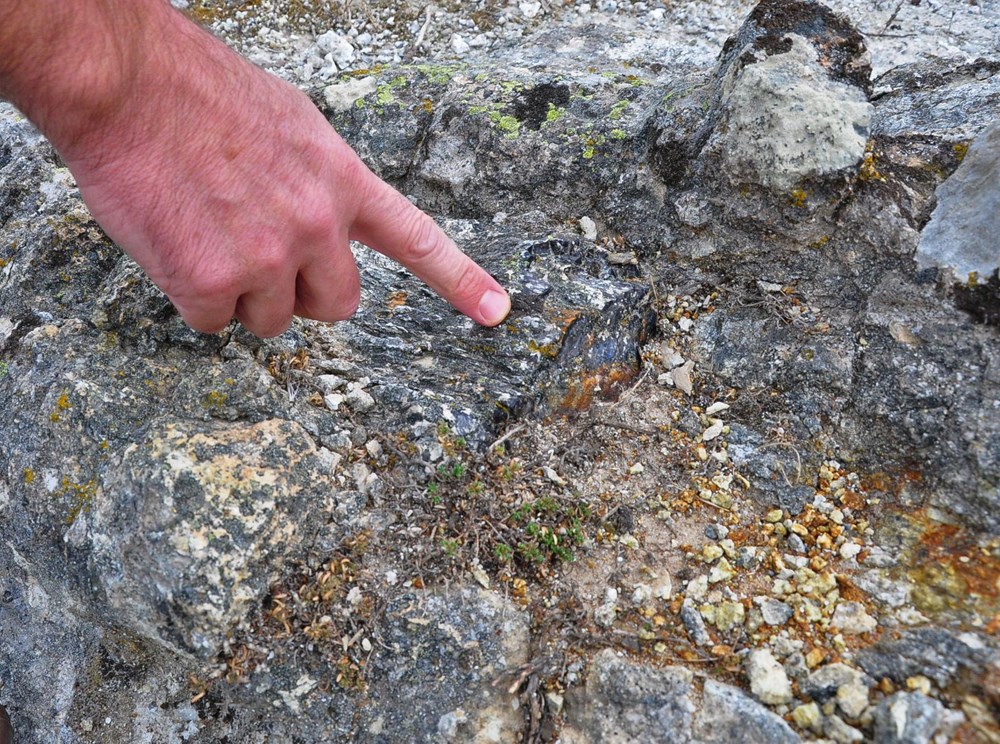 21 milyon yıllık fosil ağaç ormanı tehlikede - 4