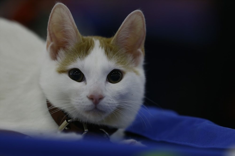 Kedi fuarından renkli fotoğraflar (Catsburg) Magazin Haberleri NTV