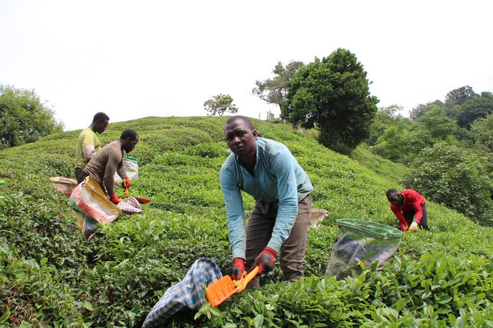 Afrikalı işçiler bu yıl da çay hasadında - 4