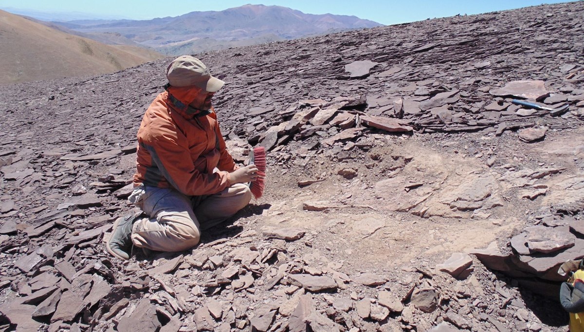 Şili'nin Atacama çölünde heyecan verici keşif: 100 milyon yıllık pterosaur kemikleri bulundu