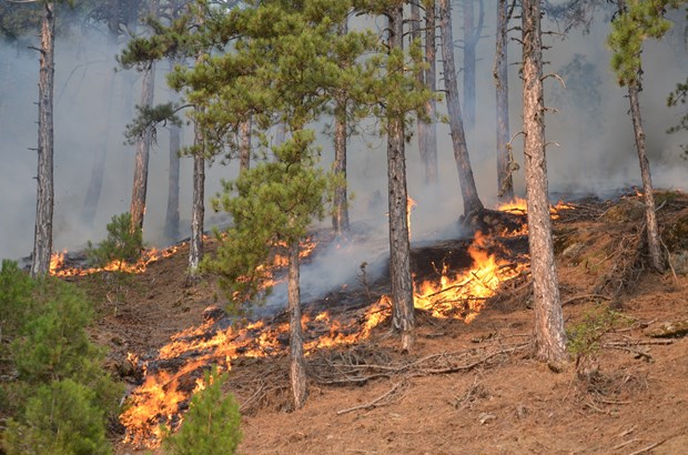 KONTROL ALTINA ALINDI 21 Aydın/Karacasu