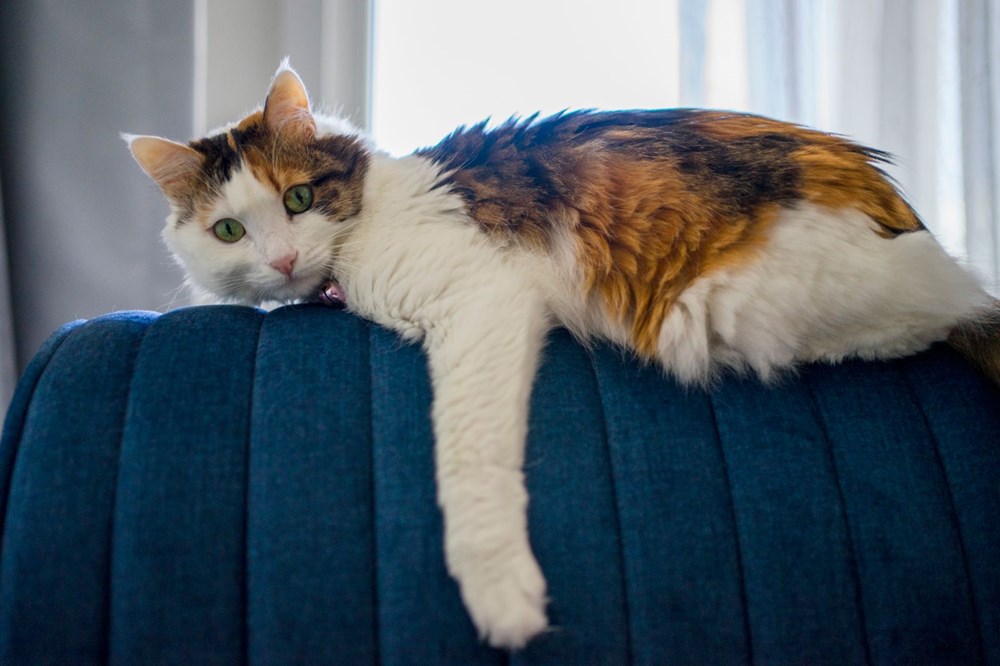 Avrupa kedi sahipliği oranı belli oldu Türkiye�nin yüzde 19�u kedi