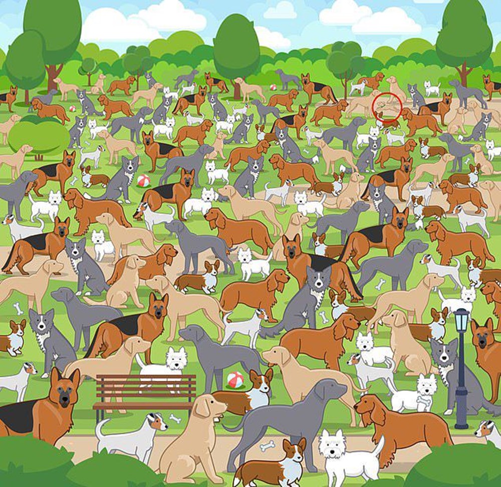 Bu görsel size kim olduğunuzu söylüyor: Resimde ilk önce hangi hayvanı gördünüz? - 73