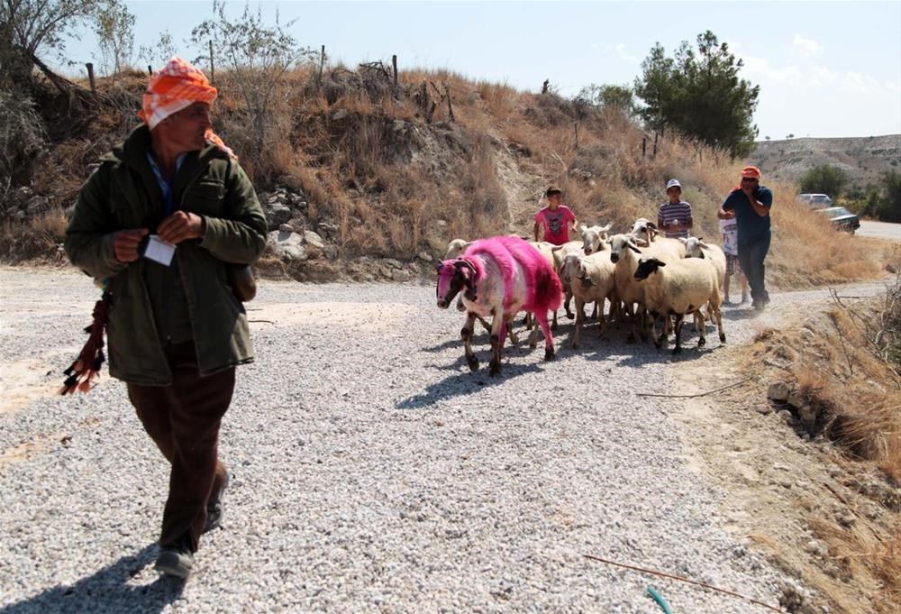 Sudan Koyun Geçirme yarışması - 1