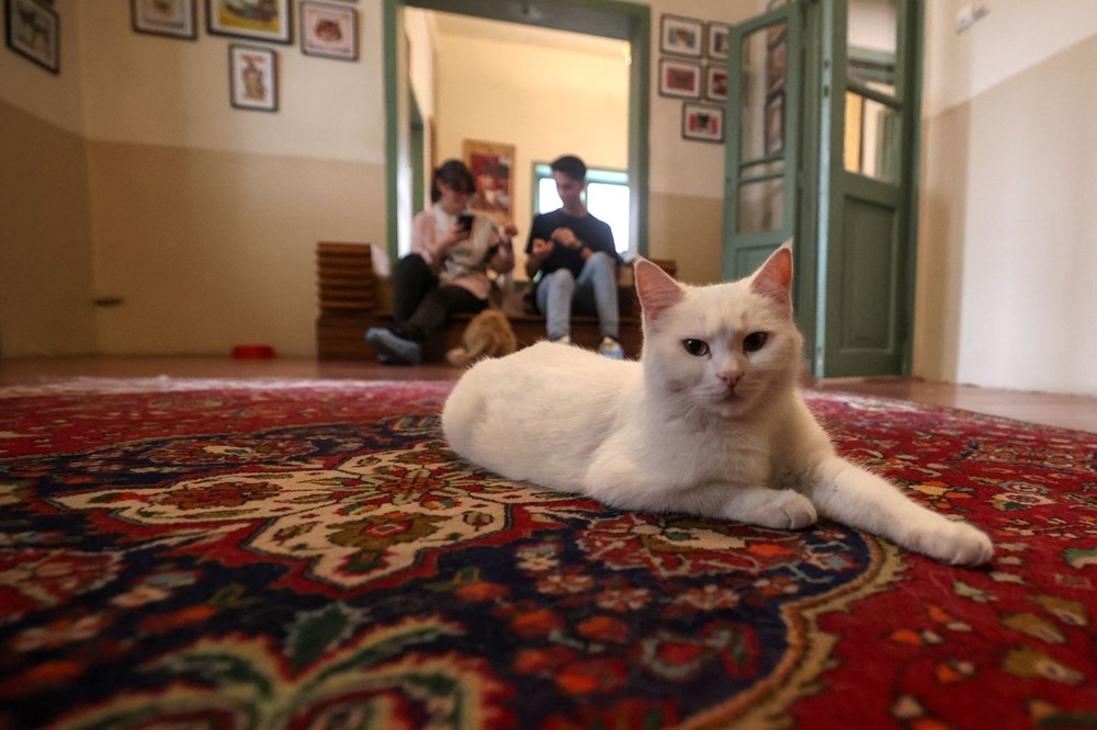 İran'da kedi kafe açıldı: Ziyaretçilerden yoğun ilgi - 12