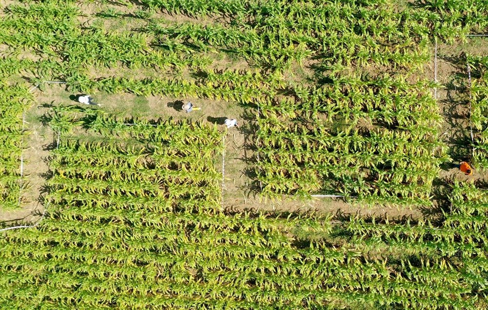 T�rkiye'nin ilk 'm�s�r labirenti'