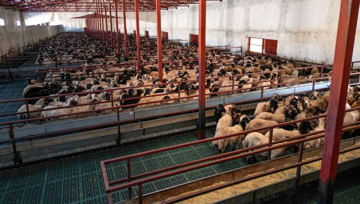 300 küçükbaş hayvanını 9 yılda 3 bin 500'e çıkardı