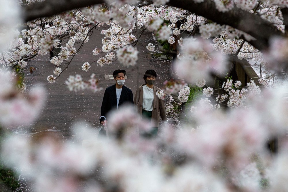 Sakura çiçekleri son bin 200 yıldır bu kadar erken açmadı: İklim değişikliği nedeniyle ekosistemler çökme noktasında - 10