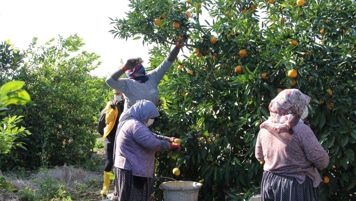 Markette fiyatı sekize katlanıyor