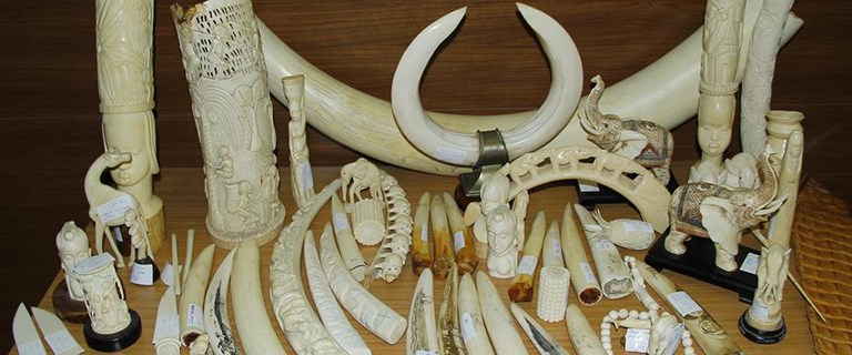 Dünyada geçen yıl rekor miktarda fil dişi ele...