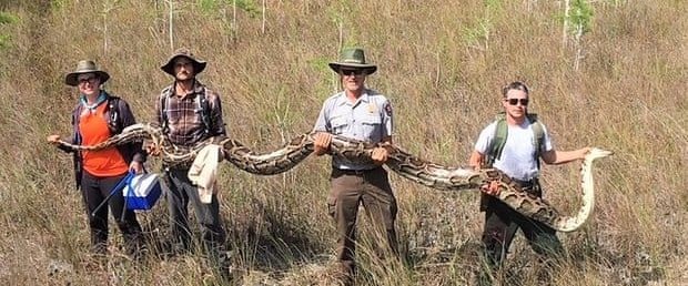 florida yılan.jpg