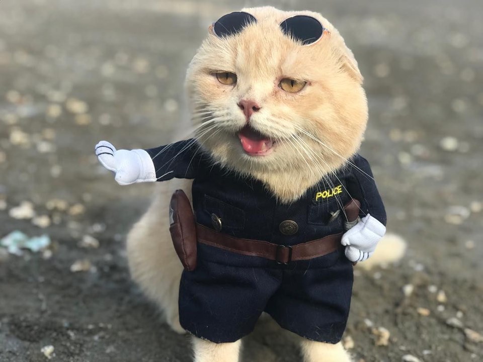 'Balıkçı kedi' bu kez polis oldu