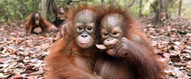 orangutan.jpg