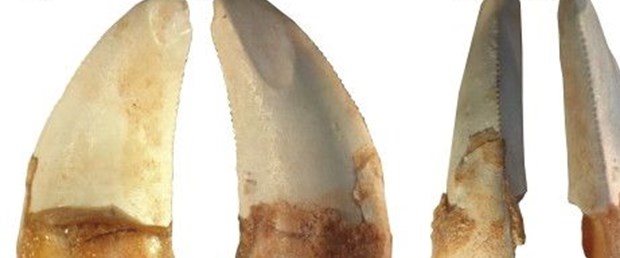 dinazor.jpg