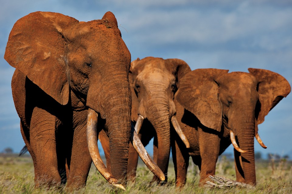 Büyük dişli son fillerden bazıları Kenya, Tsavo’da yaşıyor. Yerel karaborsada 6 bin dolara satılan tek bir büyük fildişi, vasıfsız bir Kenyalı işçiyi 10 yıl boyunca geçindirmeye yetiyor.