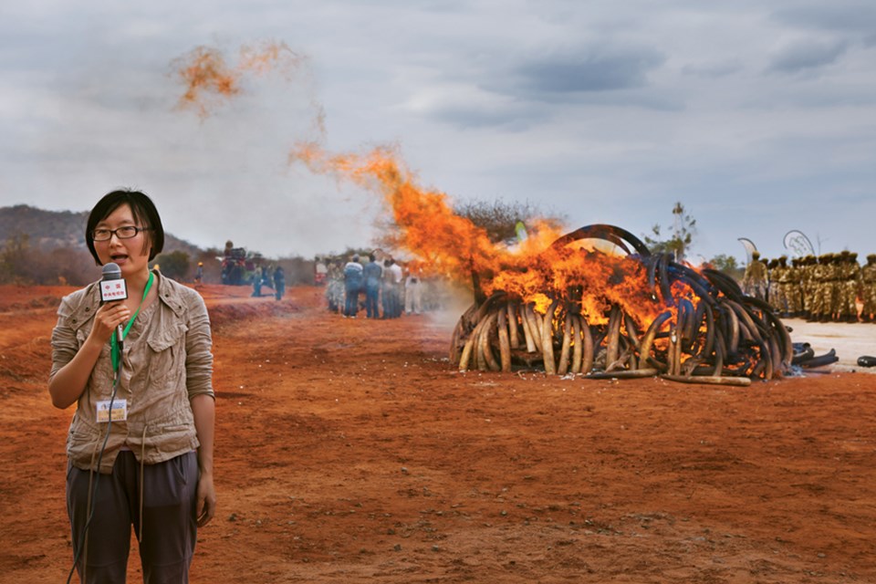 Çinli gazeteci, 2011’de Kenya’da gerçekleştirilen 5 ton kaçak fildişinin yakılması olayını haber yapıyor... Kenya, 1989’da dünya çapında fildişi yasağının başlatılmasına önayak olduysa da son dönemlerde elindeki fildişlerini stokluyor.