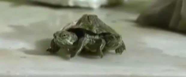 iki başlı ve 6 bacaklı bir kaplumbağa ile ilgili görsel sonucu