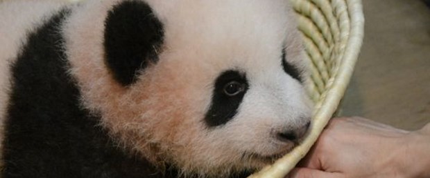 çin panda endonezya diplomat280917.jpg