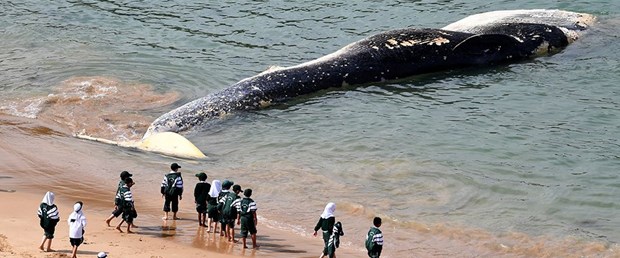 Dev balina cesedine ziyaretçi akını